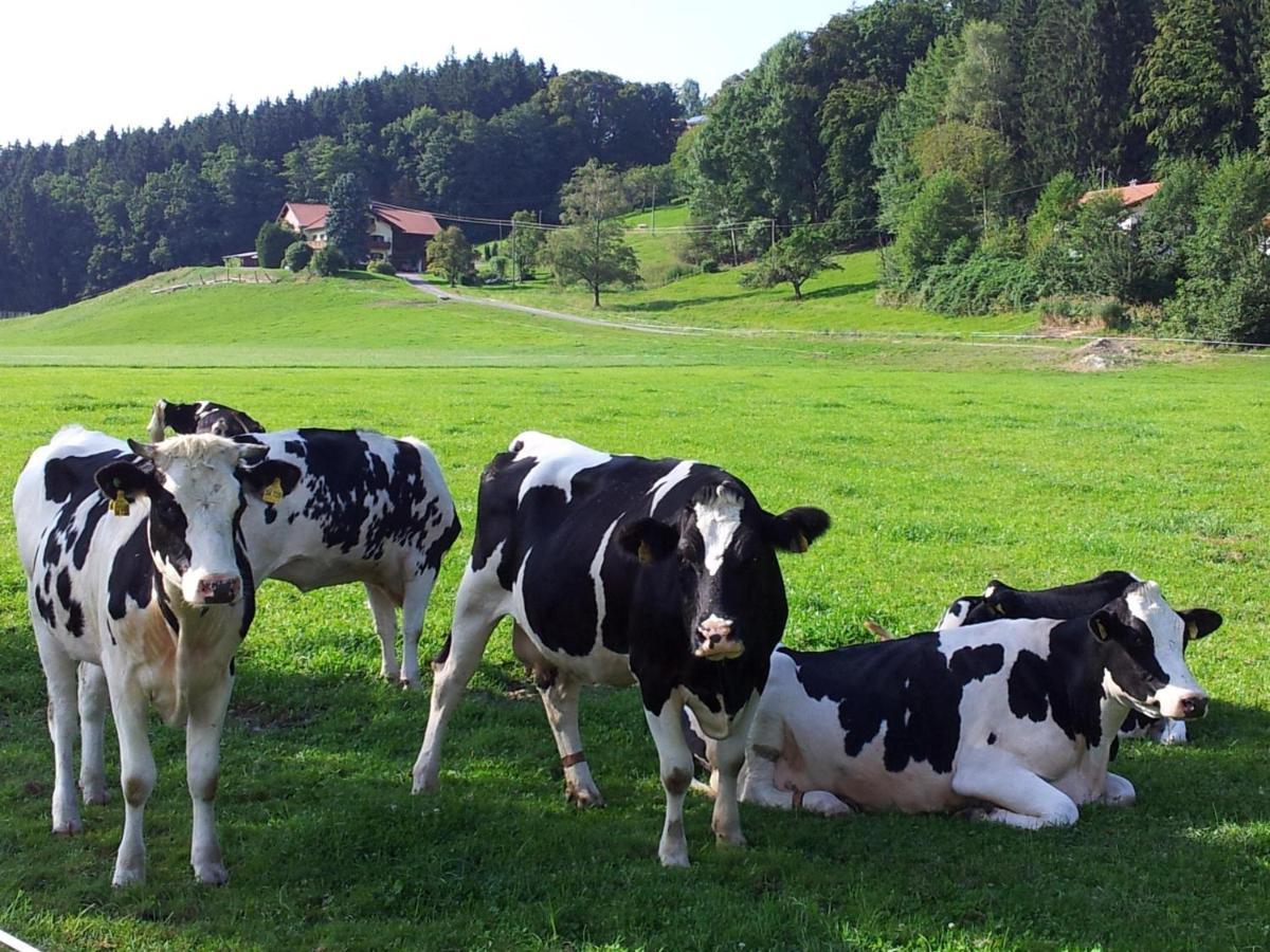 Zwischen Chiemsee Und Bergen Dg Bernau am Chiemsee Luaran gambar